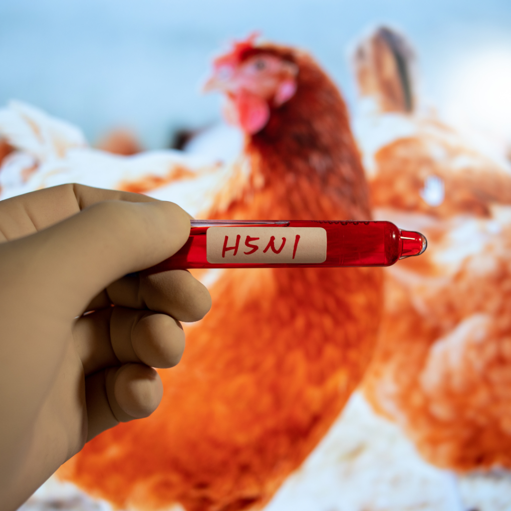 Bird flu is a highly pathogenic avian influenza virus (HPAI) that primarily affects birds. However, its ability to cross species barriers and infect humans has made it a critical public health concern